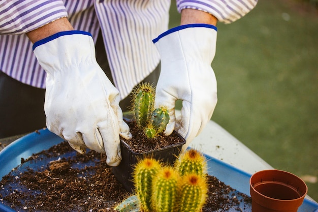 Una persona con guantes blancos está plantando un cactus en una maceta.