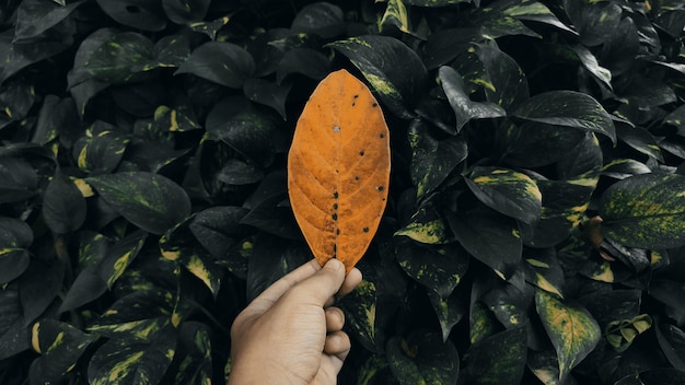 Foto una persona con una hoja en la mano.