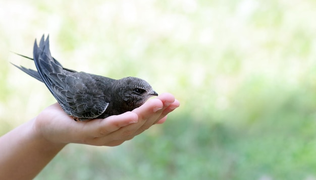 Una persona con un pájaro en la mano.