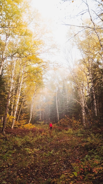 Persona de pie junto a los árboles en el bosque durante el otoño