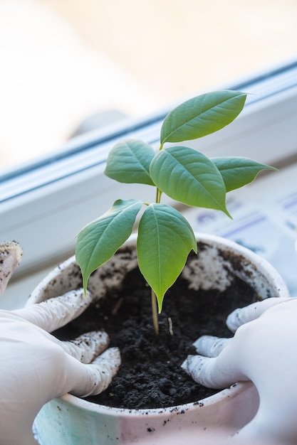 Una persona plantando una planta en una maceta.