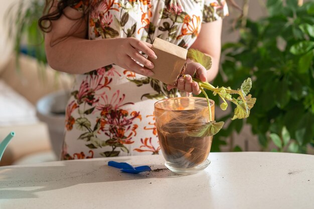 persona plantando una planta mujer plantando flores trasplantando una flor a una maceta