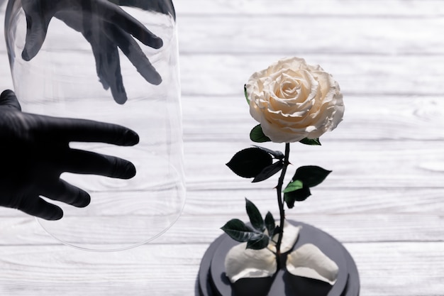 Persona poniendo una rosa blanca en un matraz de vidrio