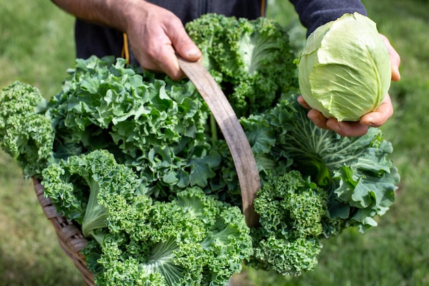 persona que sostiene una canasta de verduras de hoja verde orgánicas y saludables