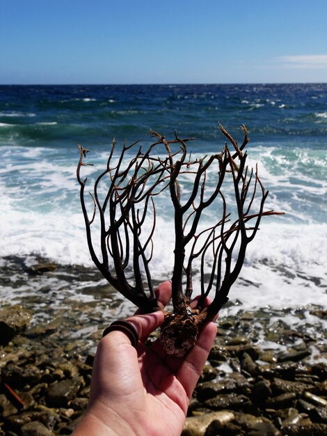 Foto persona que sostiene una planta muerta en la playa frente al mar