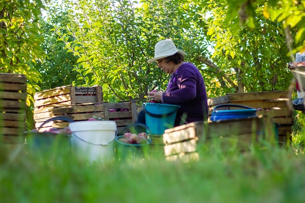 persona recogiendo manzanas rojas en el huerto de manzanas