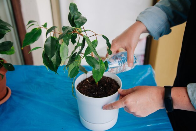 Persona regando las plantas en casa Cuidando las plantas en casa Concepto de jardinería