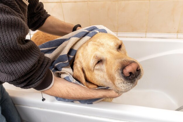 Persona sin rostro secando perro limpio después de tomar una ducha