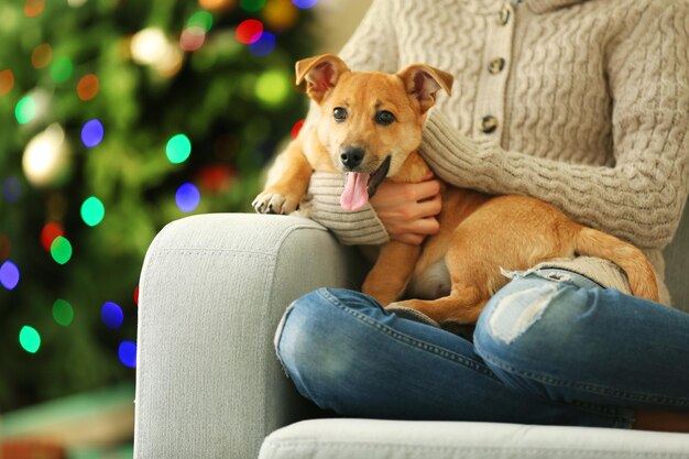 Persona del sexo femenino que sostiene el pequeño perro gracioso lindo en la silla en el fondo del árbol de Navidad