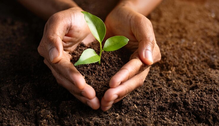 Foto una persona sosteniendo una planta en sus manos
