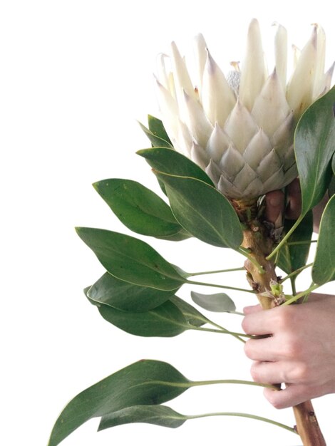 Foto una persona sosteniendo un ramo de flores proteas