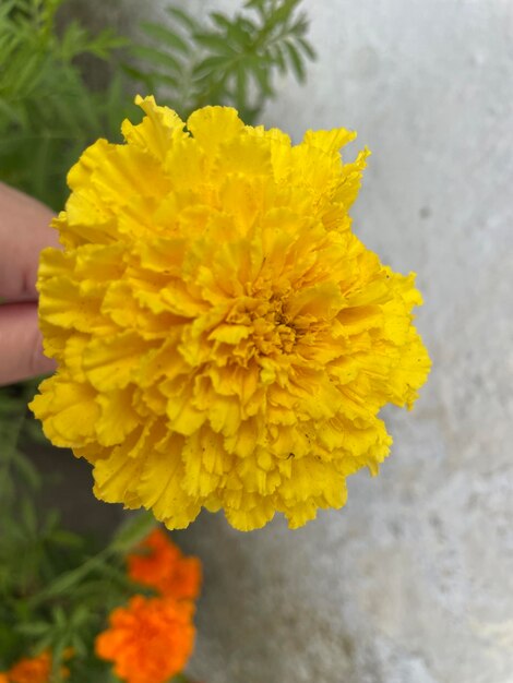 Una persona sostiene una flor amarilla frente a unas flores.