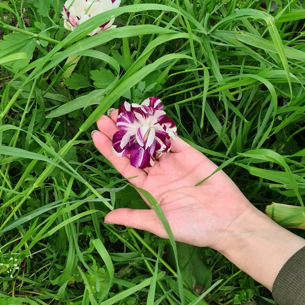 Una persona sostiene una flor en la hierba.