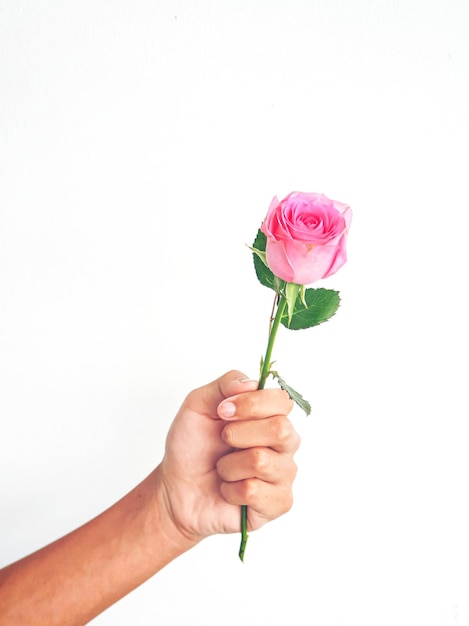 Una persona sostiene una flor en la mano.