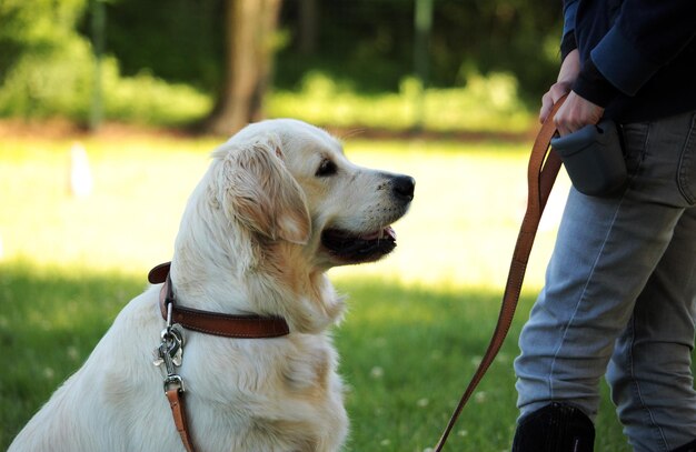 Una persona sostiene a un perro guía con una correa.