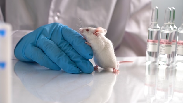 Foto el personal de investigación está inyectando el ratón en animales, animales experimentales