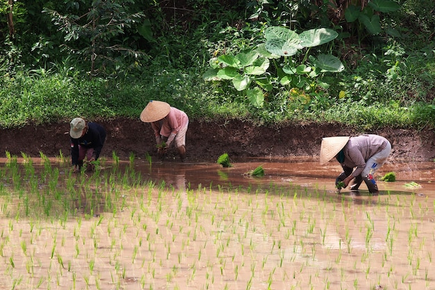 Personas en el campo de arroz en la aldea de Indonesia