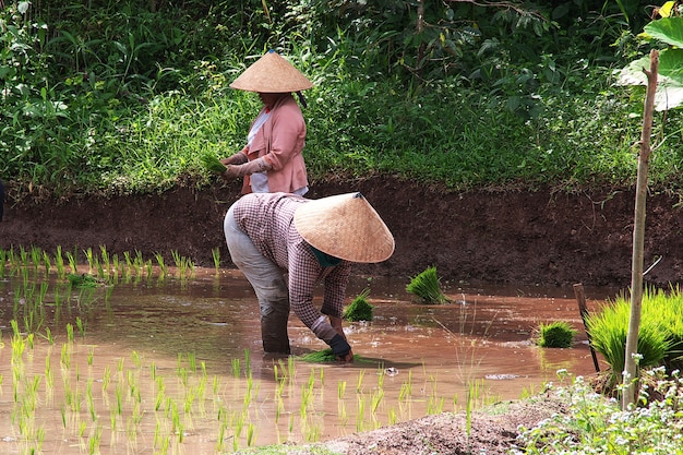 Personas en el campo de arroz en la aldea de Indonesia