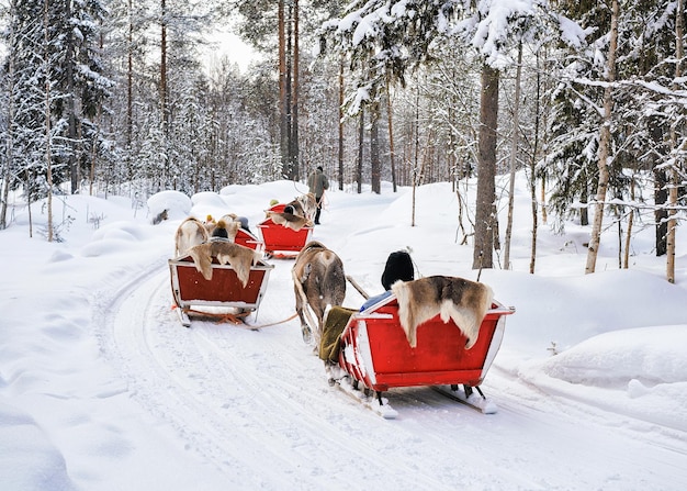 Personas en caravana de trineos tirados por renos en el bosque invernal de Rovaniemi, Laponia, Finlandia