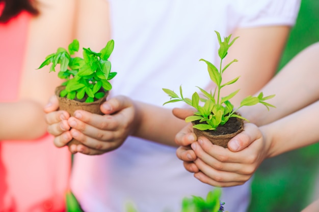 Personas Manos Ventosas Planta Nutrición Ambiental