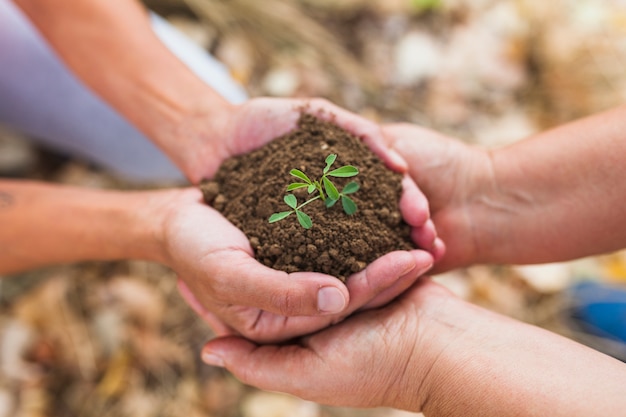 Las personas que cultivan la tierra y brotan