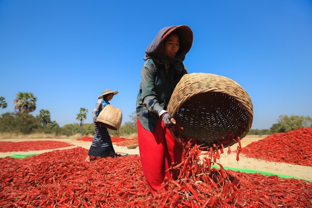 Las personas recogiendo chile seco en un campo en Bagan, Myanmar