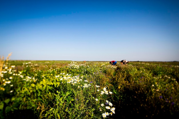 Personas recogiendo zanahorias en un campo en un día soleado