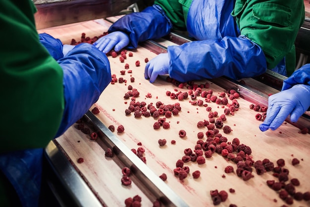 Personas en el trabajoLas manos irreconocibles de los trabajadores con guantes azules protectores hacen una selección de bayas congeladasFábrica de congelación y envasado de frutas y verdurasPoca luz y ruido visible