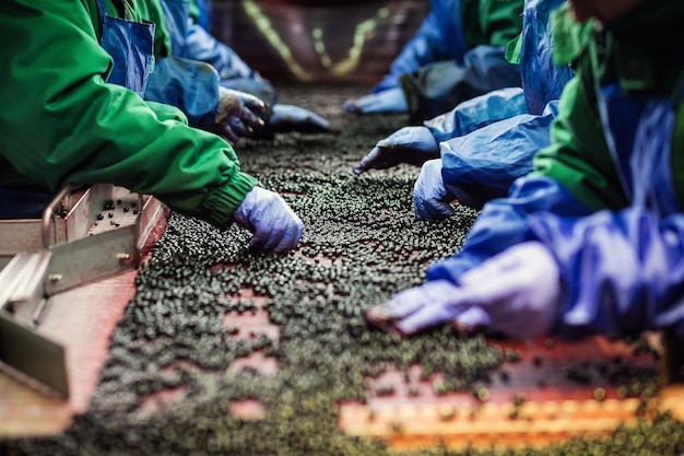 Personas en el trabajoLas manos irreconocibles de los trabajadores con guantes azules protectores hacen una selección de bayas congeladasFábrica de congelación y envasado de frutas y verdurasPoca luz y ruido visible