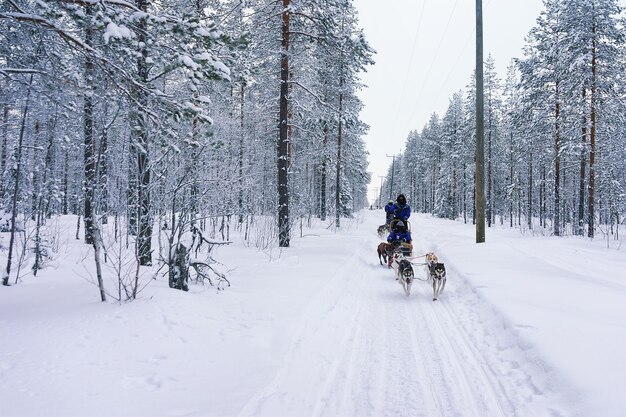 Personas en trineos de perros Husky en el bosque de Rovaniemi, Laponia, Finlandia