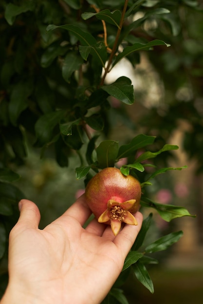 Personen, die eine reife Granatapfel in der Hand halten, die an einem Baum hängt