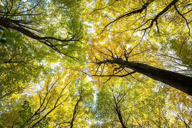 Perspectiva desde abajo hacia arriba del bosque otoñal con hojas de color naranja y amarillo brillante. Bosques densos con copas espesas en un clima soleado de otoño.