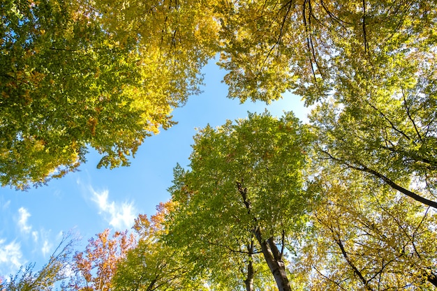 Perspectiva de abajo hacia arriba vista del bosque de otoño con hojas de color naranja y amarillo brillante. Bosques densos con copas gruesas en clima soleado de otoño.