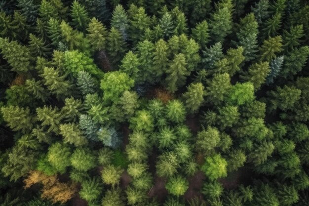 Perspectiva aérea Bosque de coníferas en una imagen primaveral del rico paisaje de los bosques de pinos Una vista de pájaro de la hermosa naturaleza europea Vista aérea Perspectiva aérea Creado para Littl