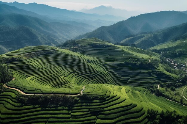 Perspectiva aérea de campos verdes em terraços