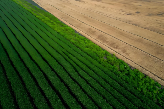 La perspectiva aérea muestra un campo agrícola verde y marrón vibrante