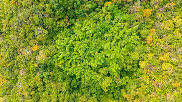 Perspectiva aérea Árvore da floresta tropical Ecossistema da floresta tropical e fundo e conceito de ambiente saudável Vista de cima de uma textura de floresta de árvore verde Campo da Tailândia