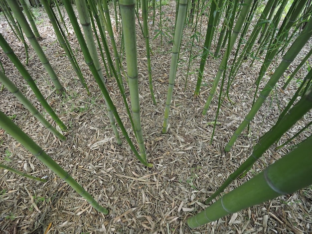 Perspectiva del árbol de bambú