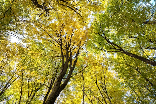 Perspectiva de baixo para cima vista da floresta de outono com folhas brilhantes de laranja e amarelas. Madeiras densas com copas grossas em clima ensolarado de outono.