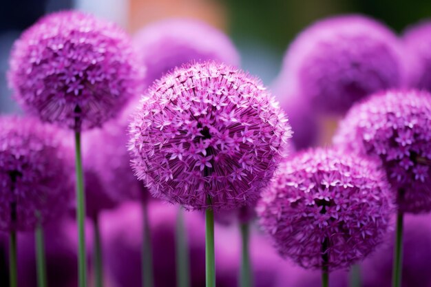 Foto perspectiva encantadora captivando las flores de alio púrpura a través de una lente de enfoque selectivo ar 32