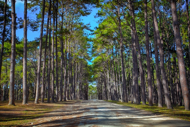 perspectiva de la madera de pino en la plantación forestal de Boh Kaew en Chiang Mai al norte de Tailandia