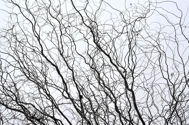 Perspectiva de las ramas de los árboles sin hojas La cima de los árboles contra el cielo