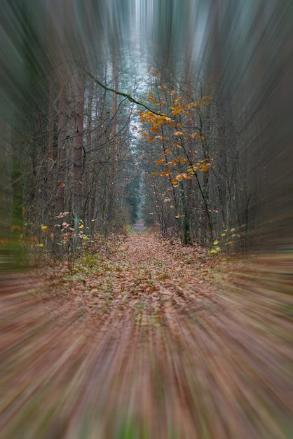 Perspectiva del sendero mojado en el bosque. Sendero del bosque en un día nublado. Nadie