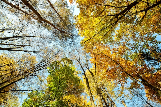 Perspektive herauf Blick auf den Herbstwald mit leuchtend orangefarbenen und gelben Blättern.