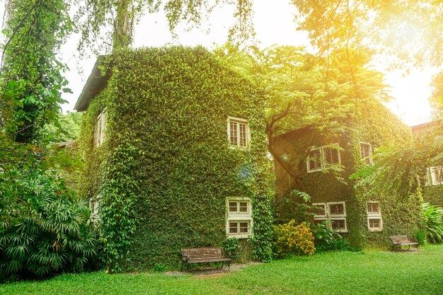 Perspektive und Außenansicht des von Weinreben und Grünpflanzen bedeckten Hauses am strahlend blauen Himmel mit Sonne und Lens Flare Hintergrund.