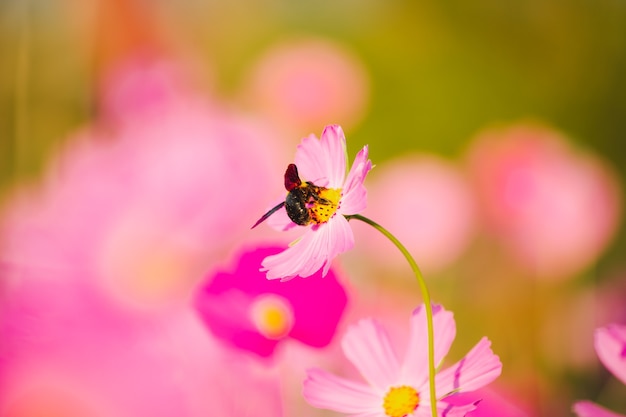 Perto da abelha na flor rosa desabrochar do cosmos.