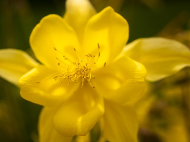 Perto da bela columbine no jardim.