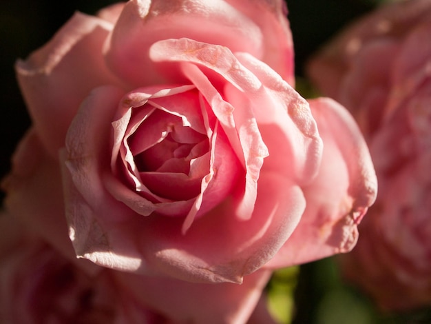 Perto da bela rosa no jardim.