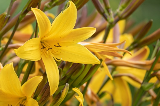 Perto da flor do lírio amarelo. Hemerocallis também chamado Lemon Lily, Yellow Daylily