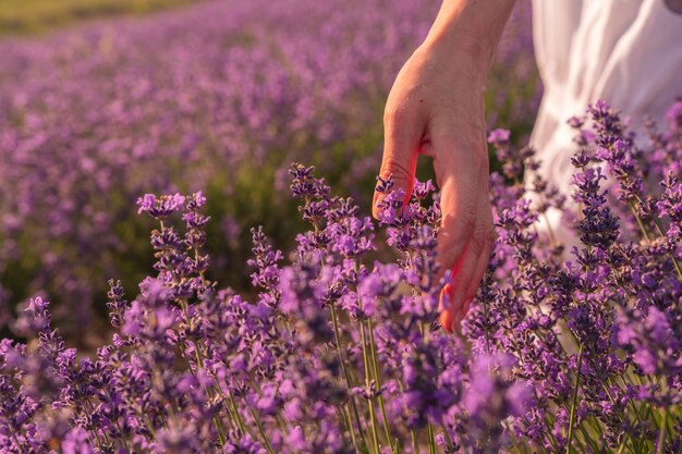 Perto da mão de uma jovem feliz no campo de lavanda